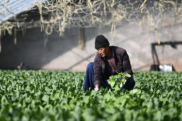 青海大通：冬日大棚農事忙