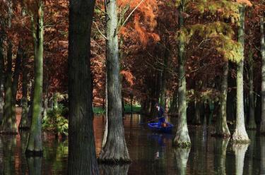 上海:“水上森林”枝頭盡染 風(fēng)景如畫(huà)