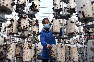 安徽肥西:木耳產(chǎn)業(yè)助力鄉村振興