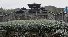 新華全媒+丨長(cháng)興紫筍茶：幽香越千年