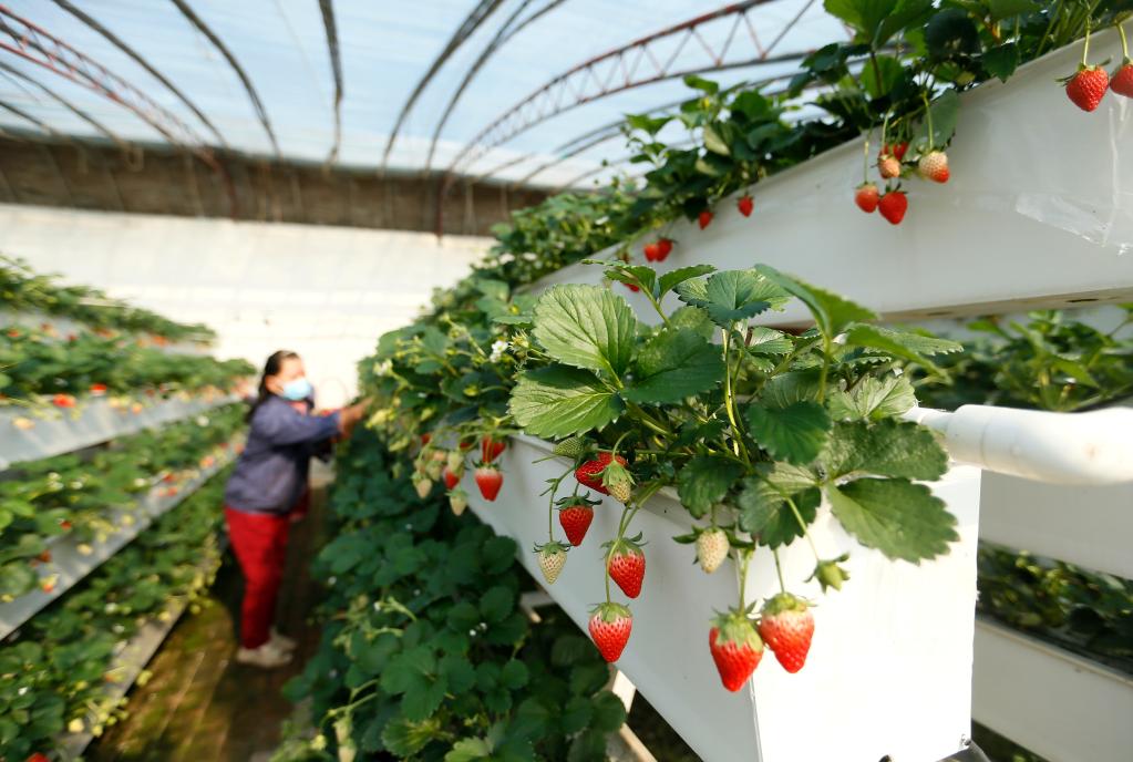 山東即墨:“立體草莓”迎豐收