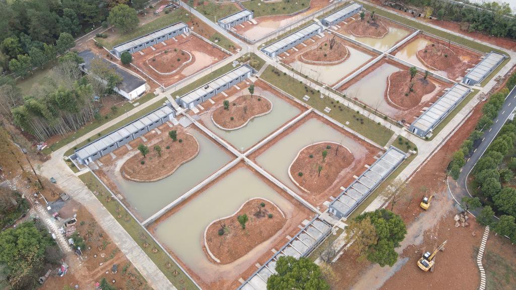 新華全媒+丨安徽宣城：揚子鱷迎來(lái)大規模冬季“搬家”