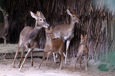 廣州長(cháng)?。簝深^海南坡鹿幼崽與游客見(jiàn)面