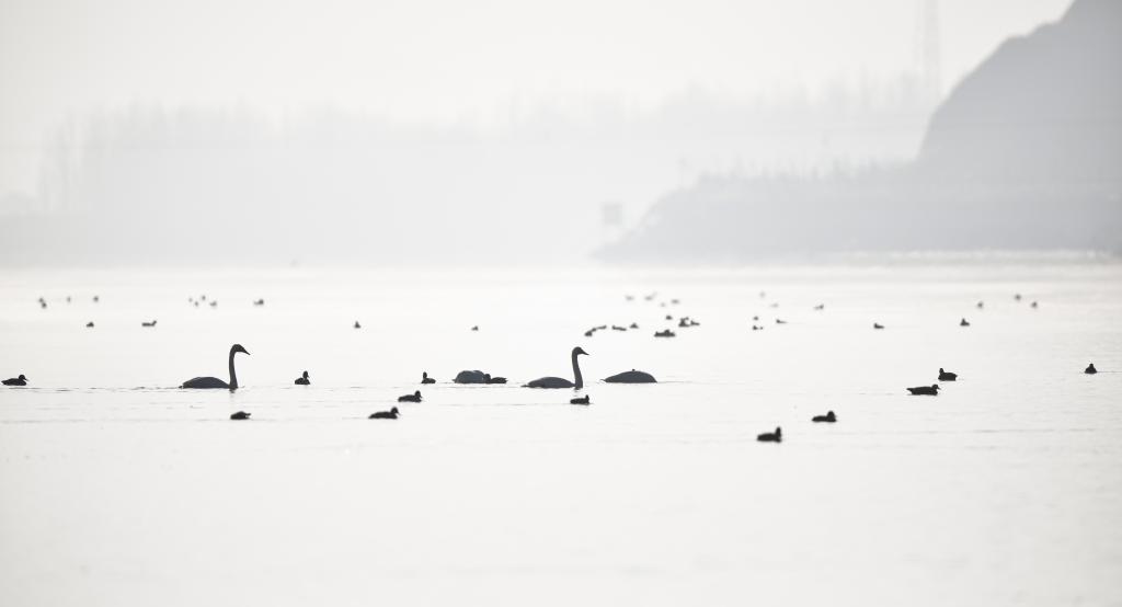 青?；∮瓉?lái)越冬大天鵝