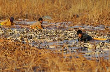 河北新河：寒冬挖藕供應市場(chǎng)