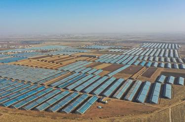 內蒙古達拉特旗:大棚采摘忙