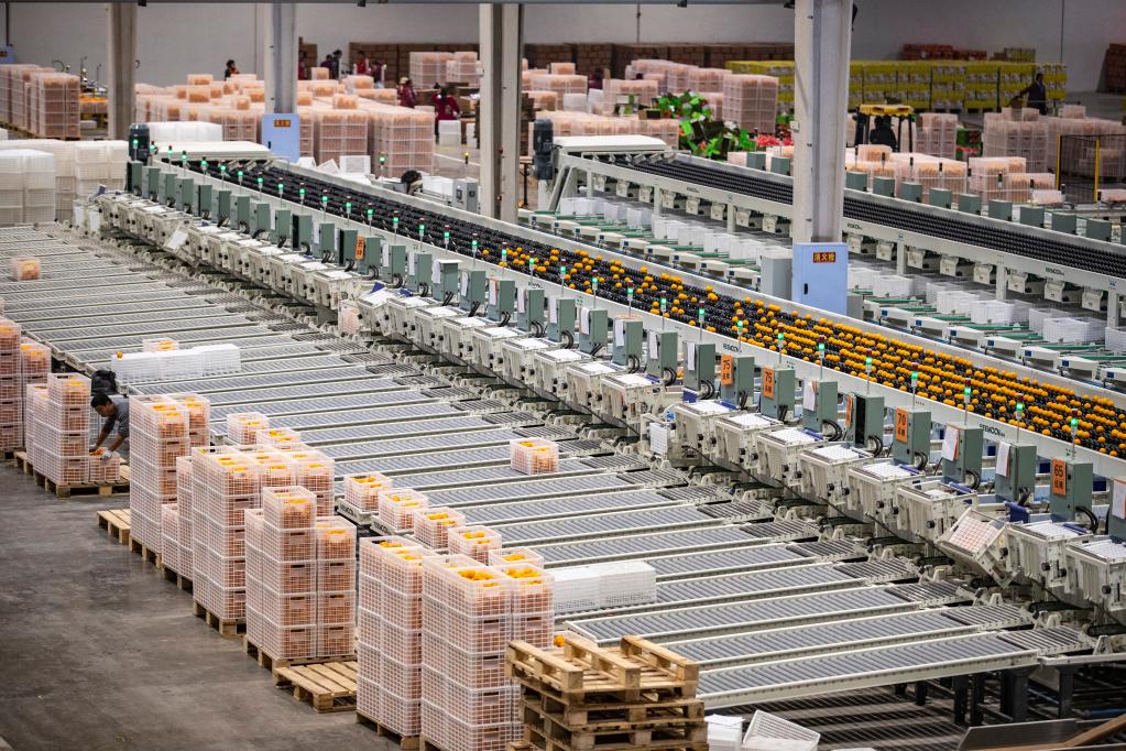 重慶奉節:臍橙進(jìn)入收獲季 轉型升級促增收