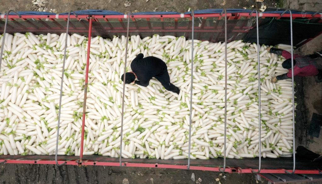 四川青神：反季節蘿卜豐收