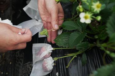 河北盧龍：特色果蔬種植鼓起農民“錢(qián)袋子”