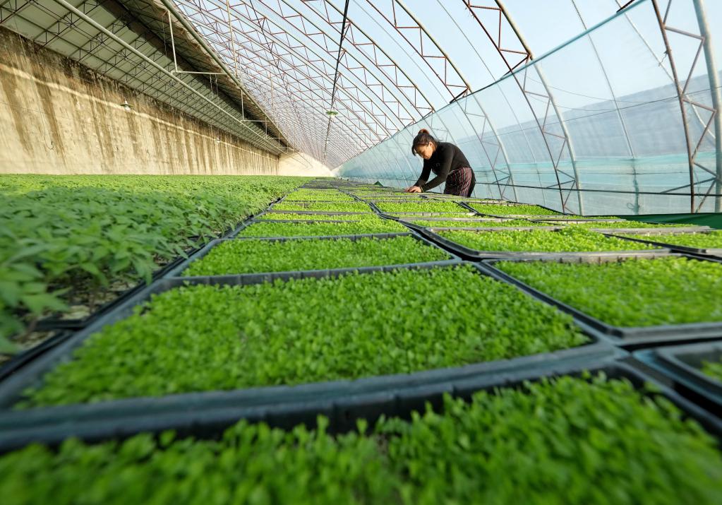 河北豐南:冬日育苗忙