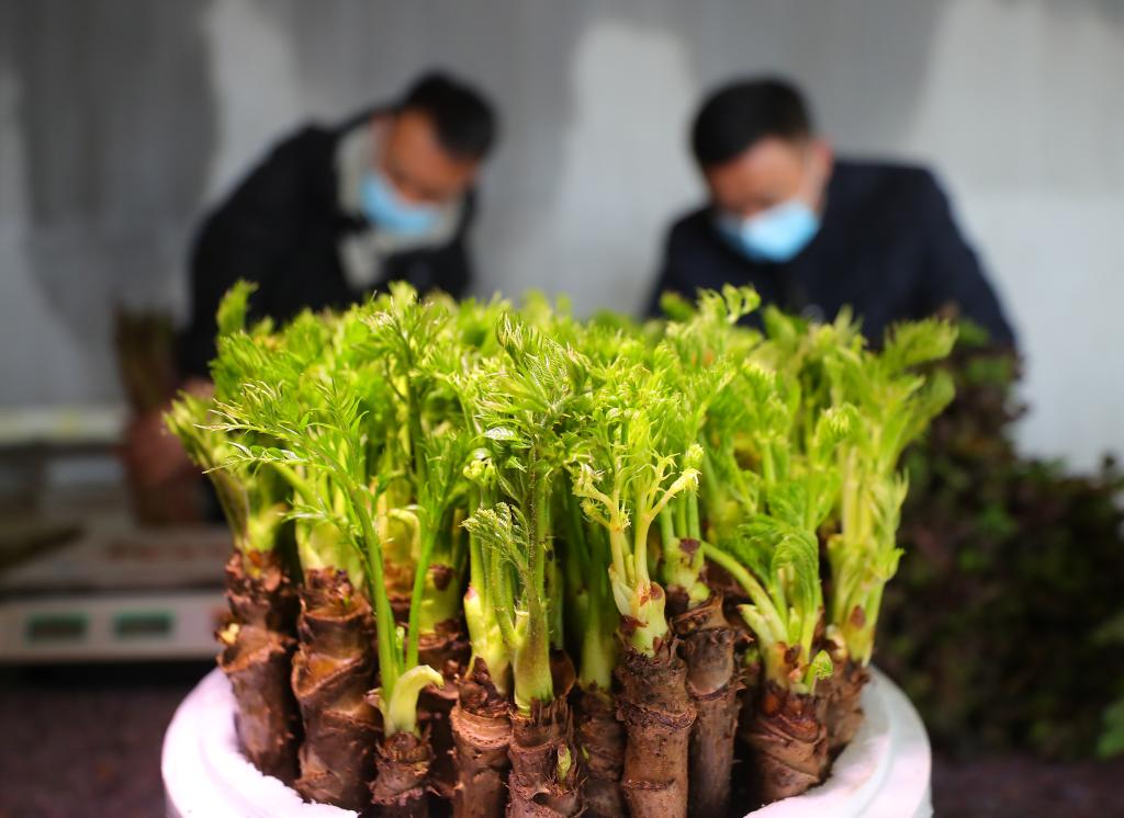 新春走基層丨遼寧新民: 刺嫩芽成了“致富芽”