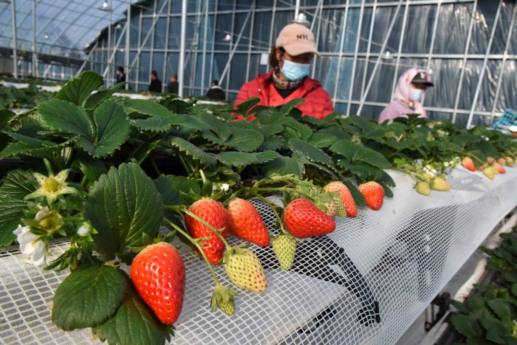 山東平度：“春節訂單”草莓上市
