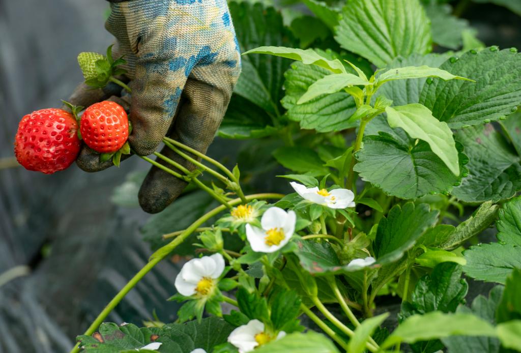 海南瓊海:寒冬時(shí)節草莓俏