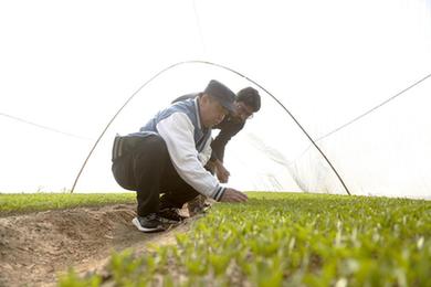 通訊：種出紅火的好日子——記春節期間堅守中巴經(jīng)濟走廊農業(yè)合作項目一線(xiàn)的中國農技人員