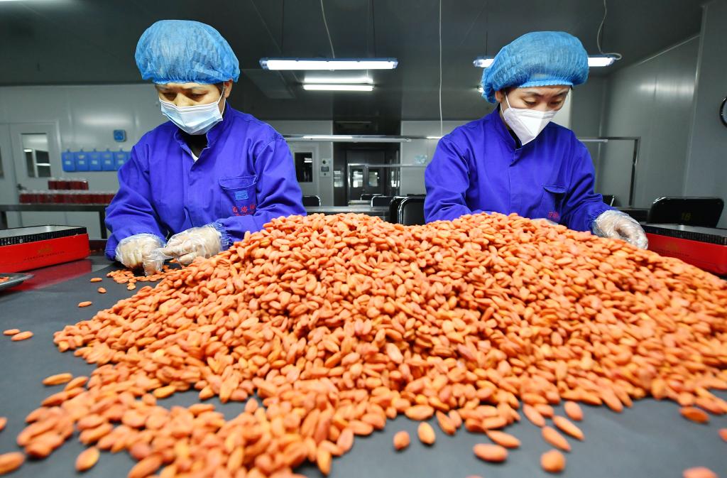 寧夏：枸杞產(chǎn)業(yè)迎來(lái)“開(kāi)門(mén)紅”