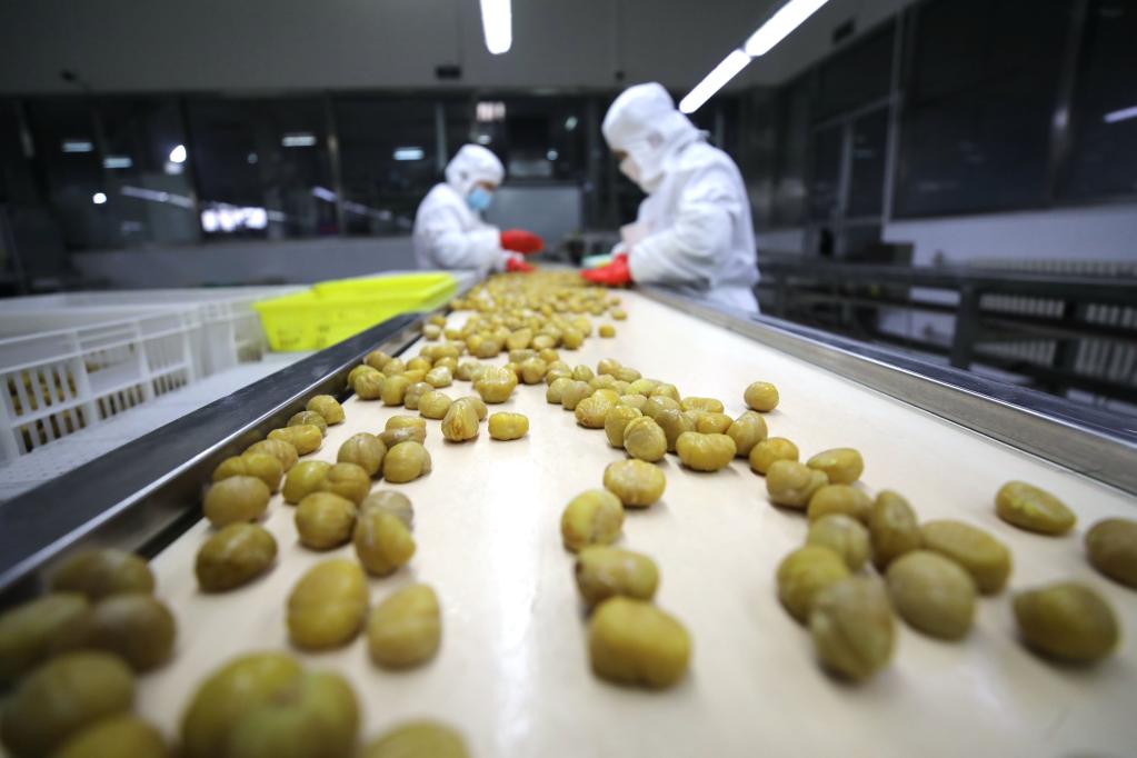 河北寬城:新春板栗深加工生產(chǎn)忙