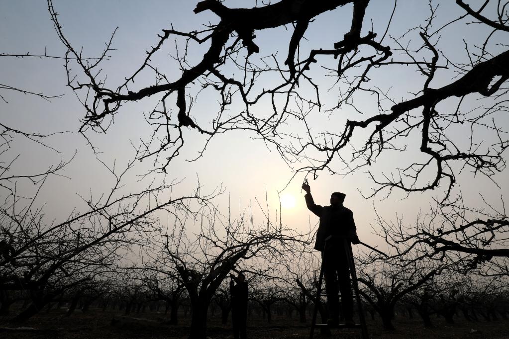 “雪花梨之鄉”春剪忙 廢棄樹(shù)枝也成寶