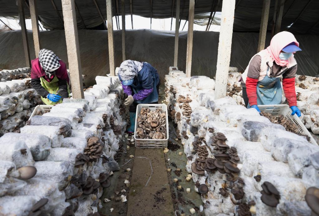 河北豐南：發(fā)展食用菌產(chǎn)業(yè)助力鄉村振興