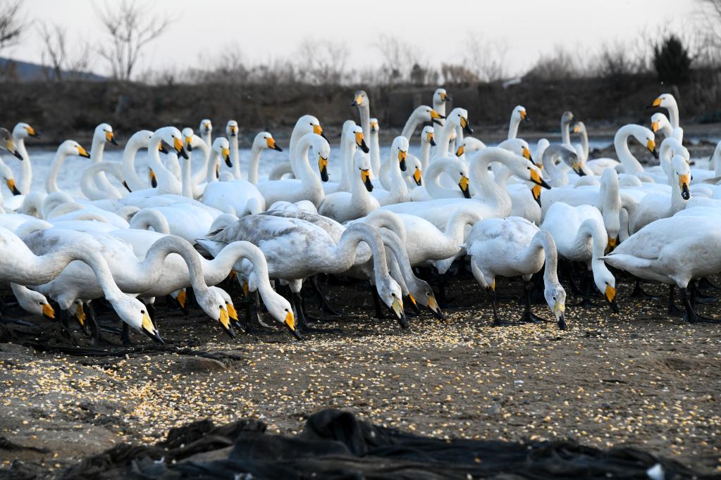 新華全媒+丨大天鵝加餐，為萬(wàn)里歸途儲備體能