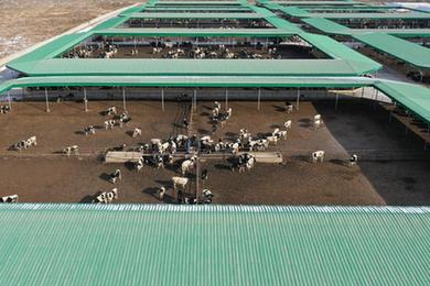 新華全媒+丨交易旺 擴繁忙——河西走廊“牛羊大縣”早春產(chǎn)業(yè)觀(guān)察