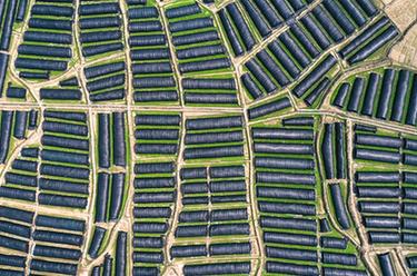 貴州天柱:小羊肚菌孕育大產(chǎn)業(yè)