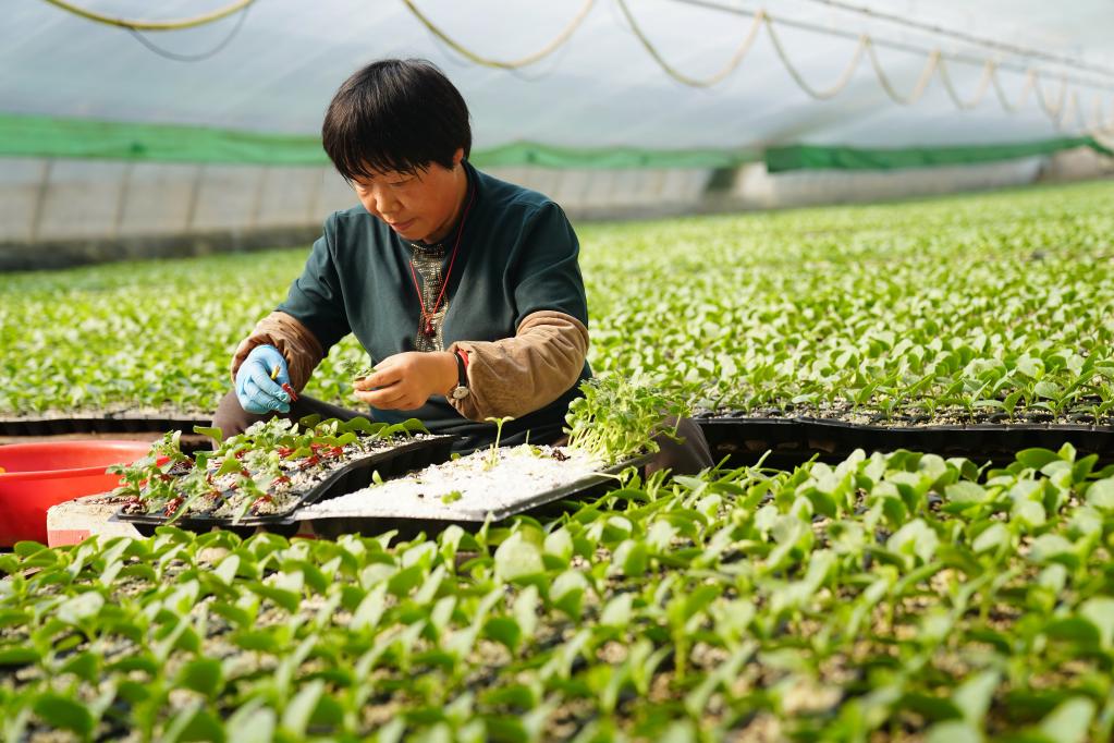 河北巨鹿:人勤春早育苗忙