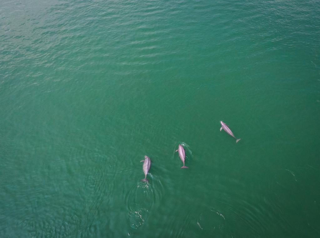 長(cháng)江江豚數量回升至1249頭