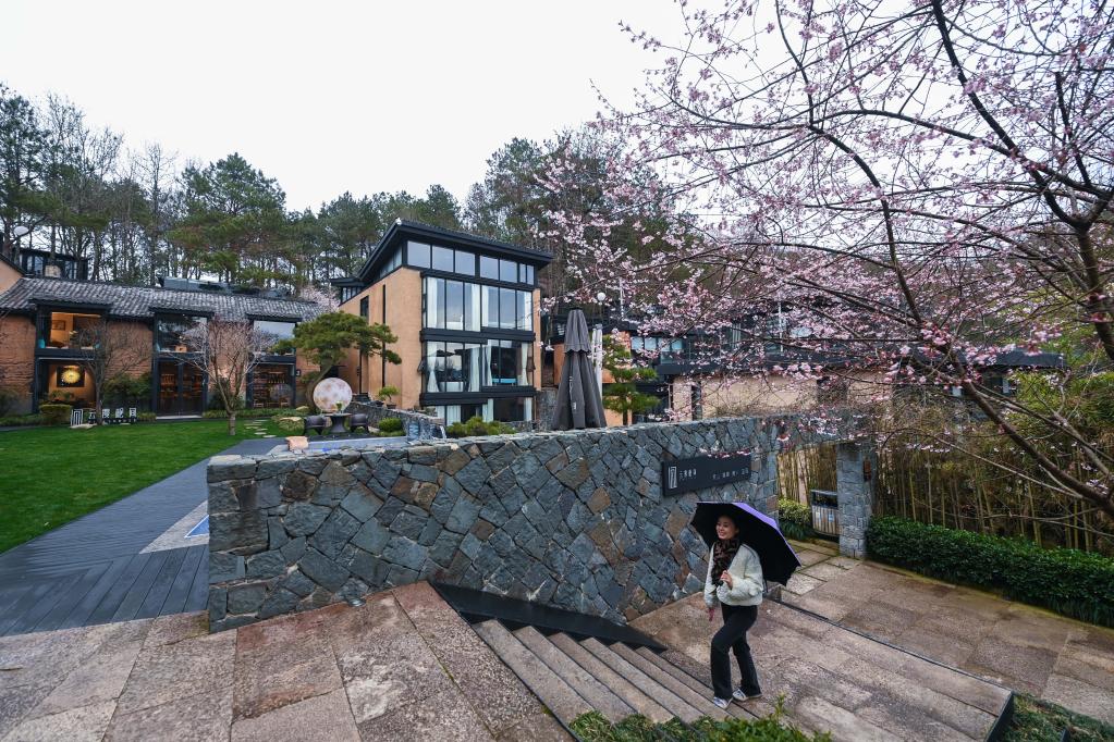 山鄉萬(wàn)畝野櫻花鋪就鄉村“共富路”