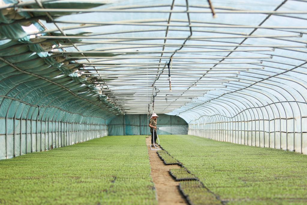 新疆和田:沙漠腹地的辣椒產(chǎn)業(yè)