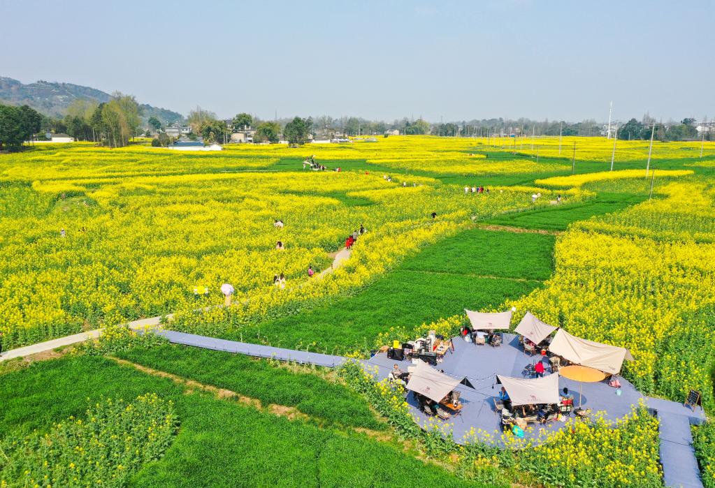 四川崇州：“賞花經(jīng)濟”助力鄉村振興