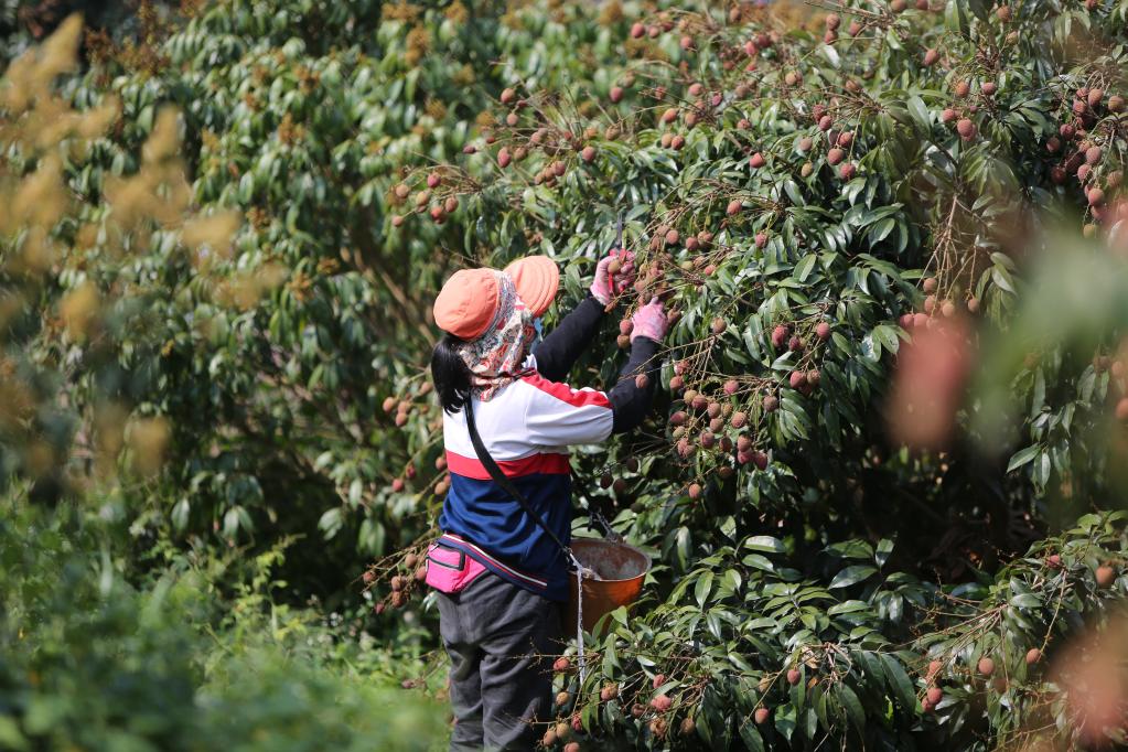 海南樂(lè )東：“桂花香”荔枝搶鮮上市