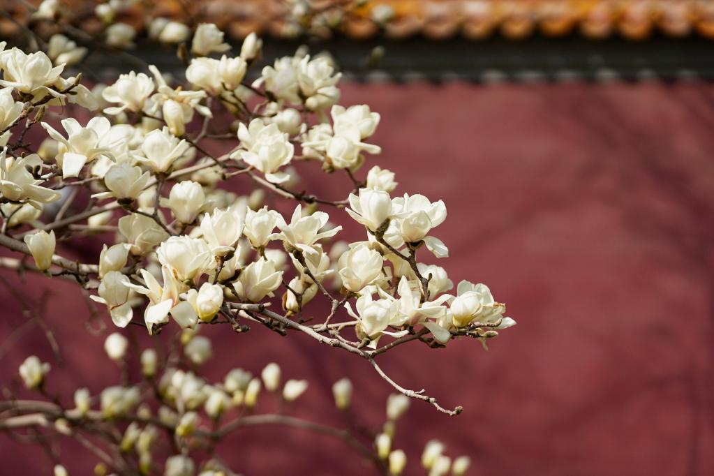 北京:玉蘭花開(kāi)