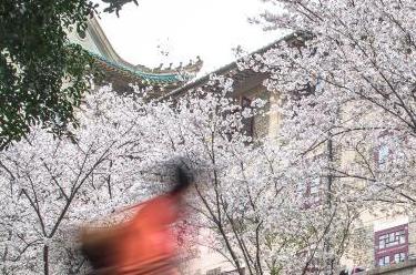 新華全媒+｜武漢大學(xué)邀請抗疫醫護人員賞櫻