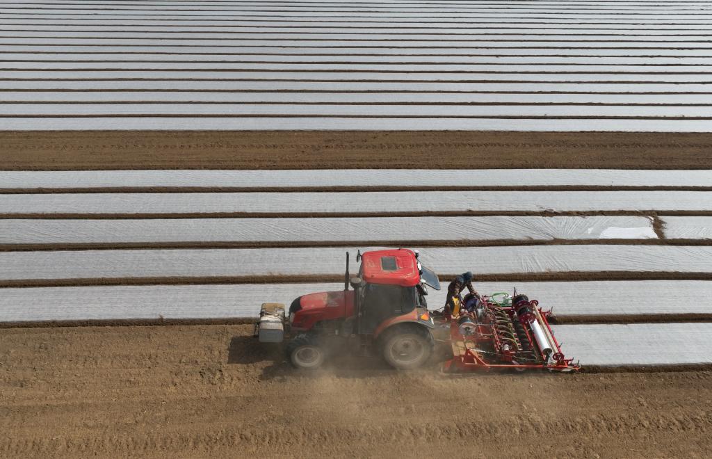 河北曹妃甸:訂單作物播種忙