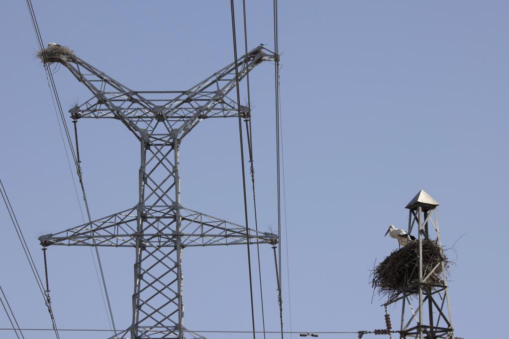 河北豐南：東方白鸛筑巢育雛