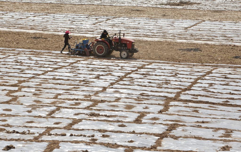 甘肅東鄉:搶墑覆膜保春耕