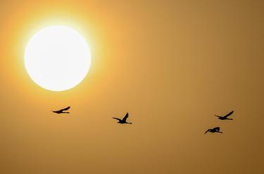 呼和浩特:候鳥(niǎo)北歸還