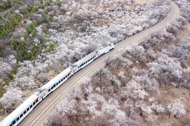 長(cháng)城腳下 花海列車(chē)入畫(huà)來(lái)