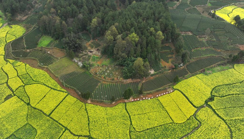 貴州鳳岡:春日里采茶忙
