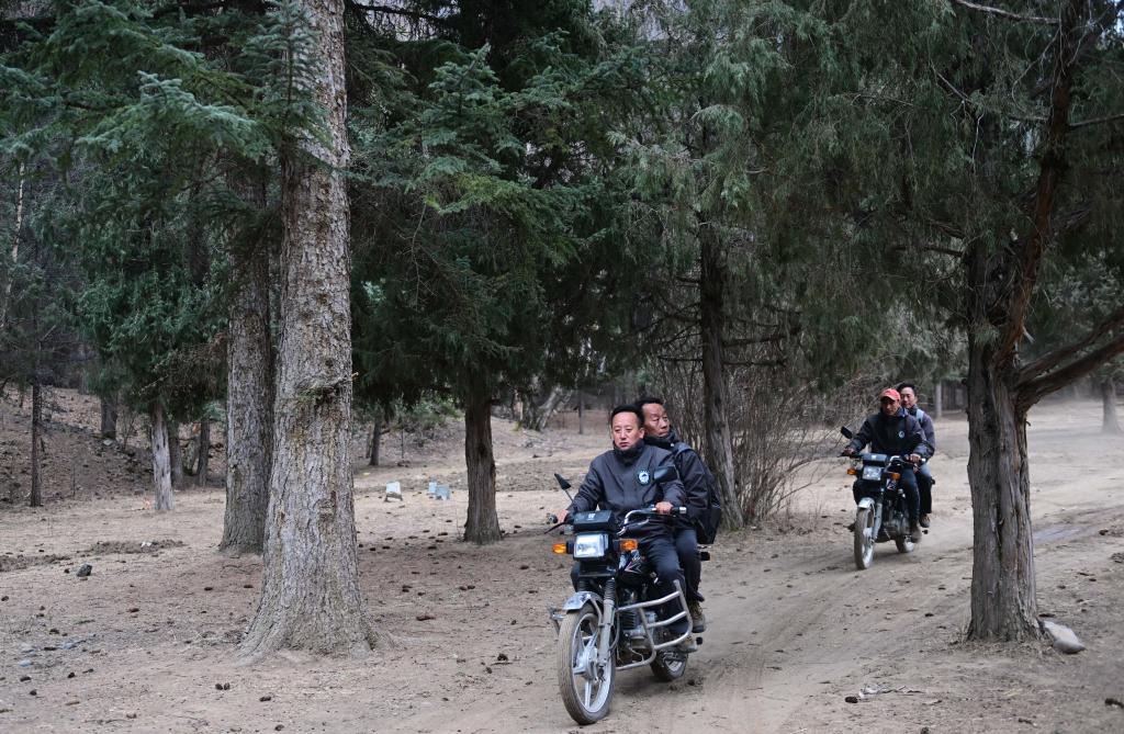 青海黃南:守護麥秀林場(chǎng)