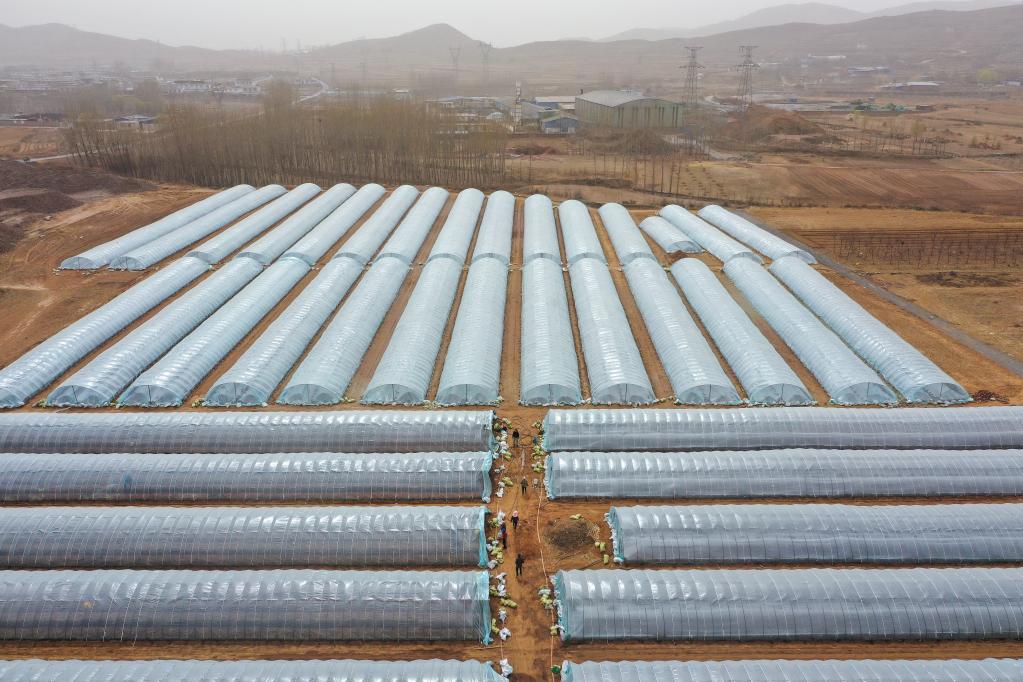 河北灤州:紅薯育苗忙