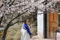 拉薩:山寺桃花引客來(lái)