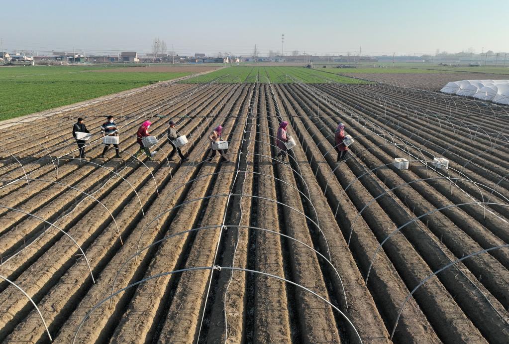 河北唐山:“冀東生姜之鄉”播種忙