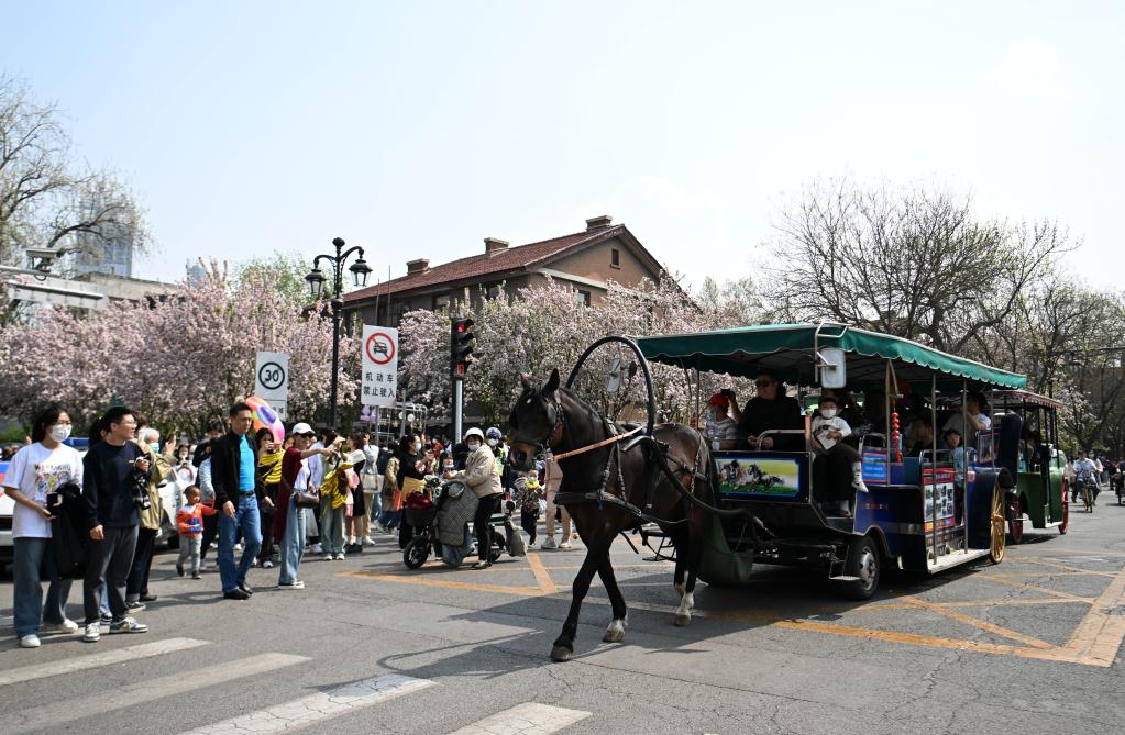 天津:海棠映紅“春日經(jīng)濟”