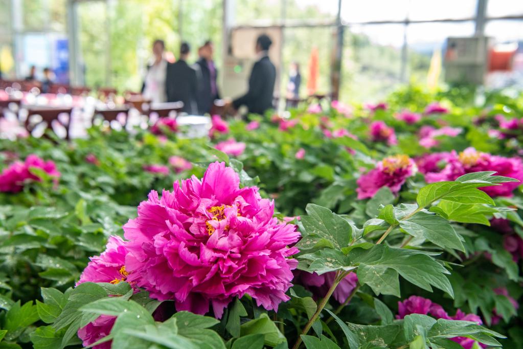 牡丹產(chǎn)業(yè)為三峽鄉村振興錦上添花