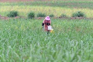 廢棄礦山披綠衣 甘蔗幼苗長(cháng)勢喜