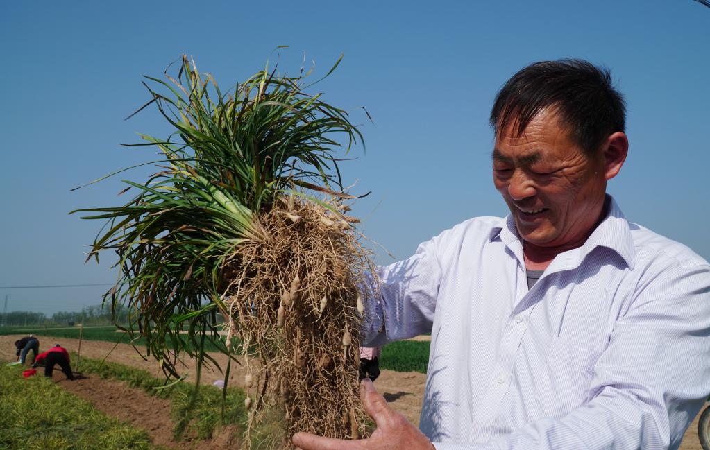 山東單縣:春日麥冬收獲忙