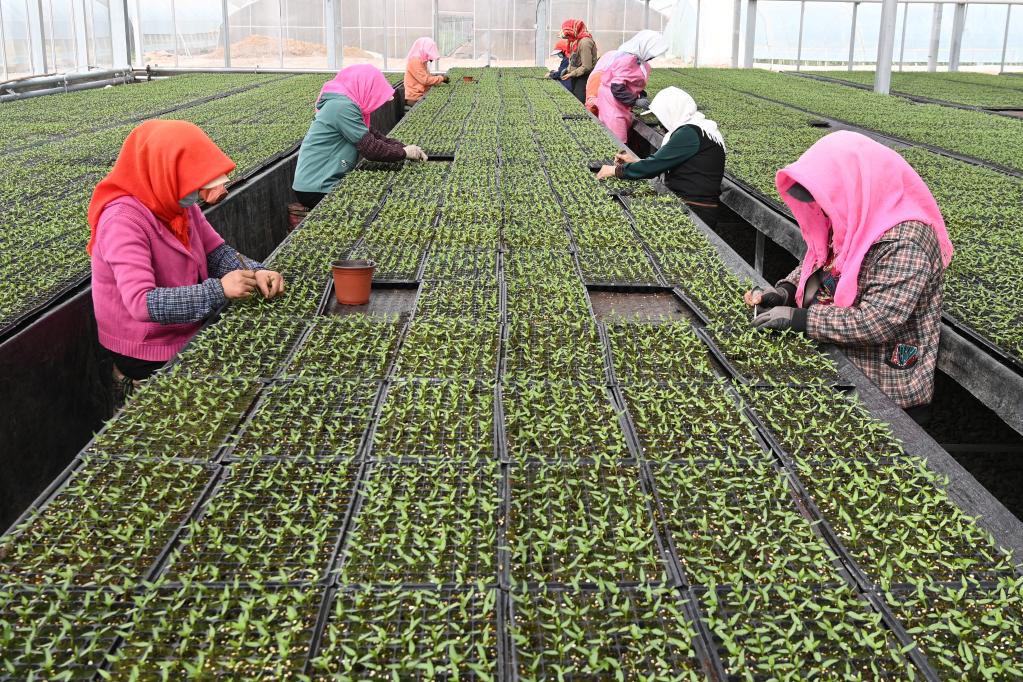 甘肅張掖：現代農業(yè)春來(lái)旺