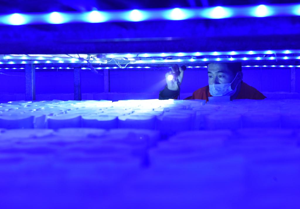 河北臨西:食用菌產(chǎn)業(yè)助力鄉村振興