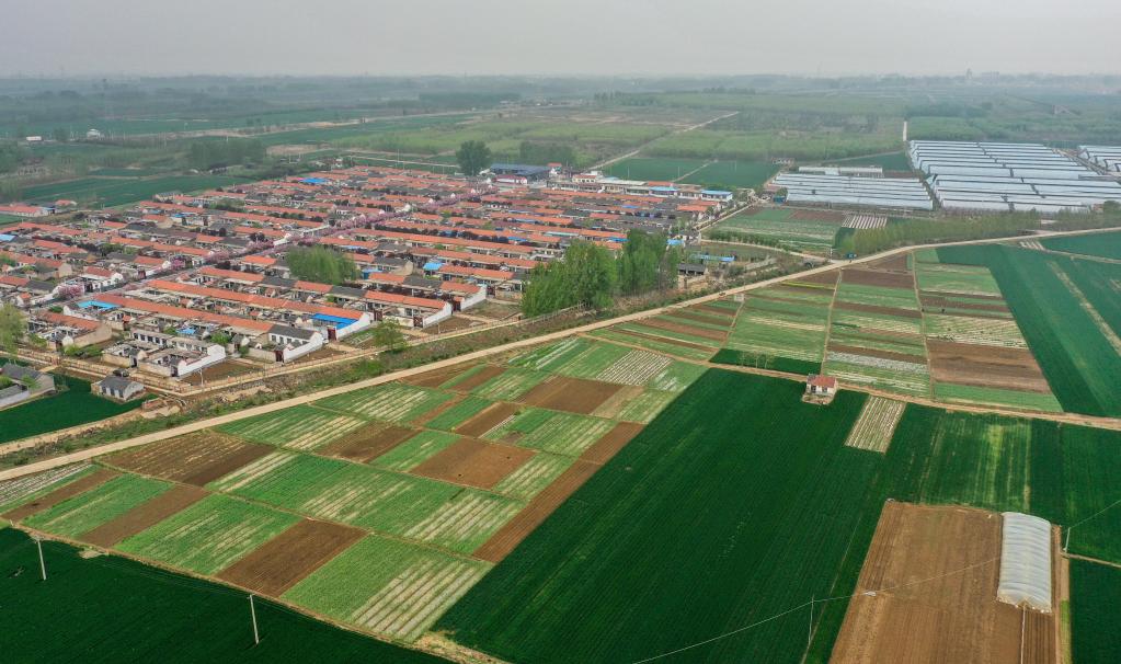 山東泰安:農業(yè)合作社特色種植富鄉村